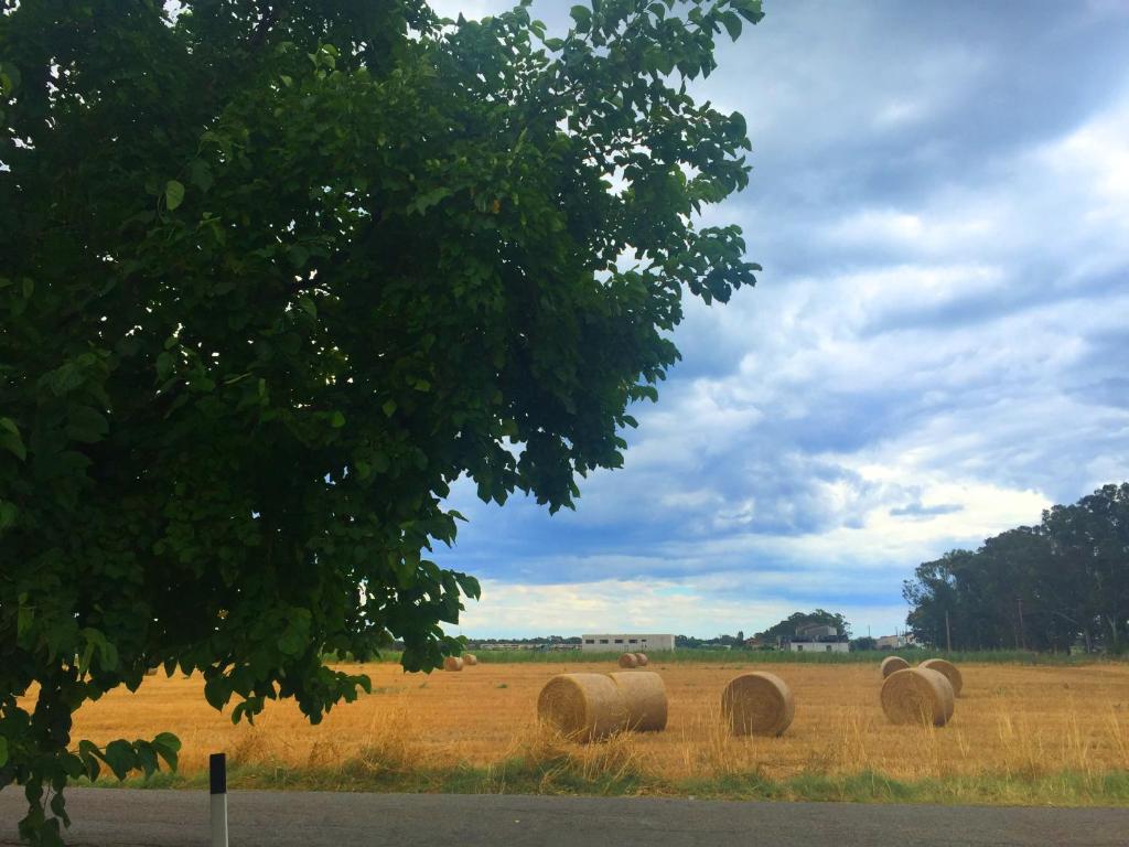 a group of hay bales in a field at Villa Cenzina in Marina di Pisticci