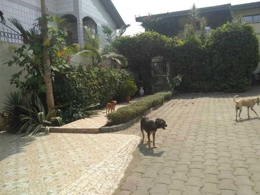 due cani in piedi su un marciapiede di mattoni in un cortile di The Place a Douala