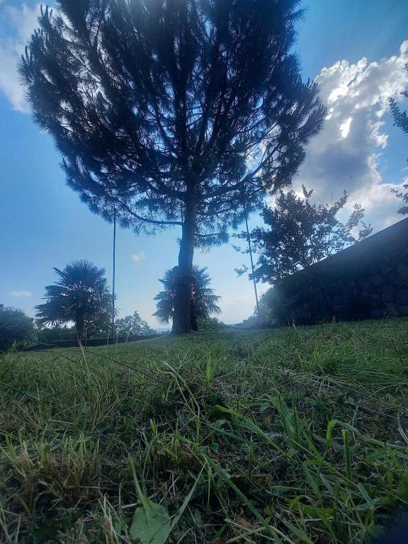 a tree in the middle of a grass field at Villa Sigerico apartment in Ivrea
