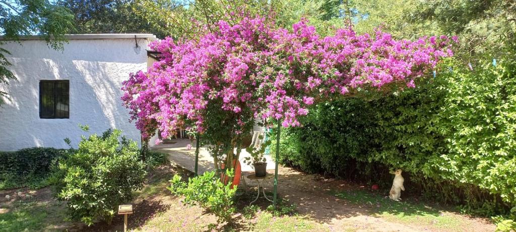 a tree with purple flowers in a garden at Kasty in Piriápolis