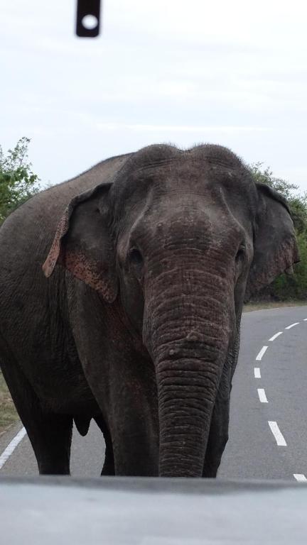 Lake Front Yala Safari - 15