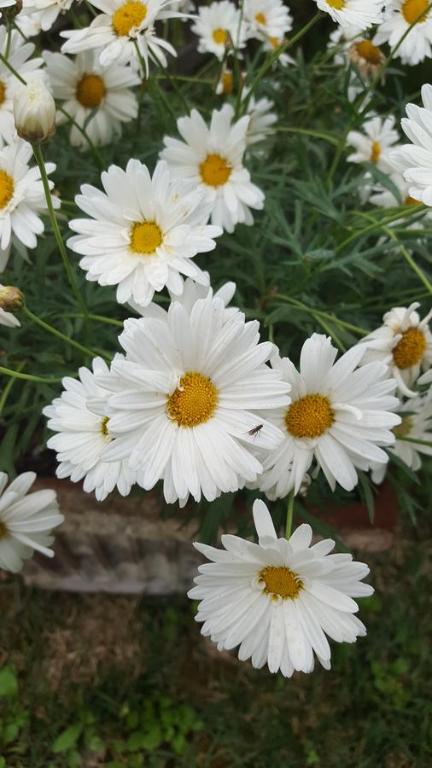 Zahrada ubytování B&B La Rosa Antica