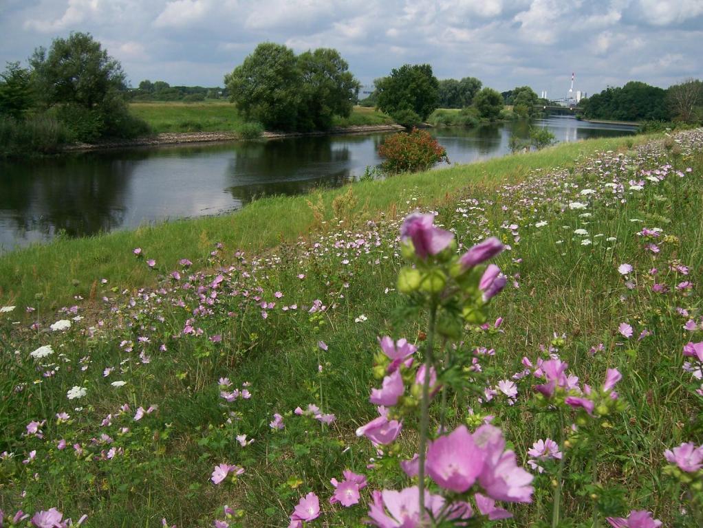 a field of pink flowers next to a river at Ferienappartements Schweizer Haus in Stolpe