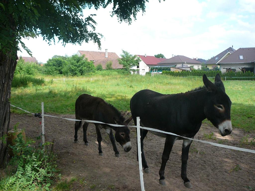 Zvířata v penzionu nebo okolí