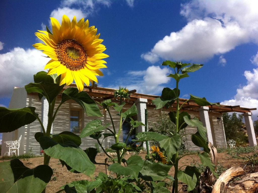 un grande girasole giallo di fronte a una casa di Nacchinono a Olbia