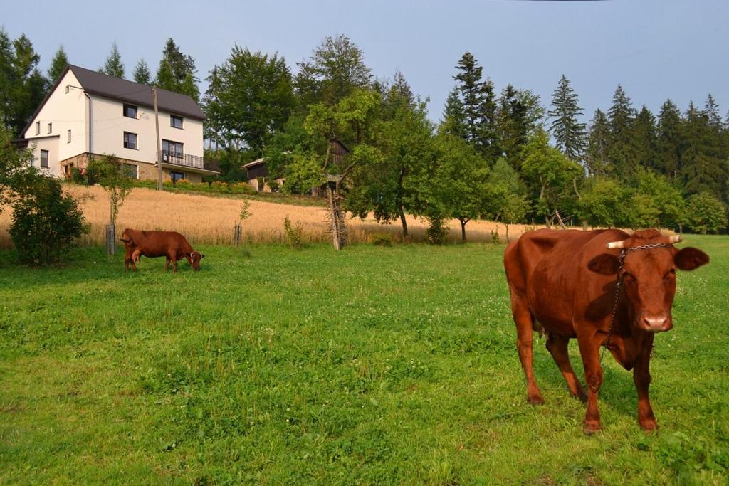 Zvieratá v priváte alebo blízkom okolí