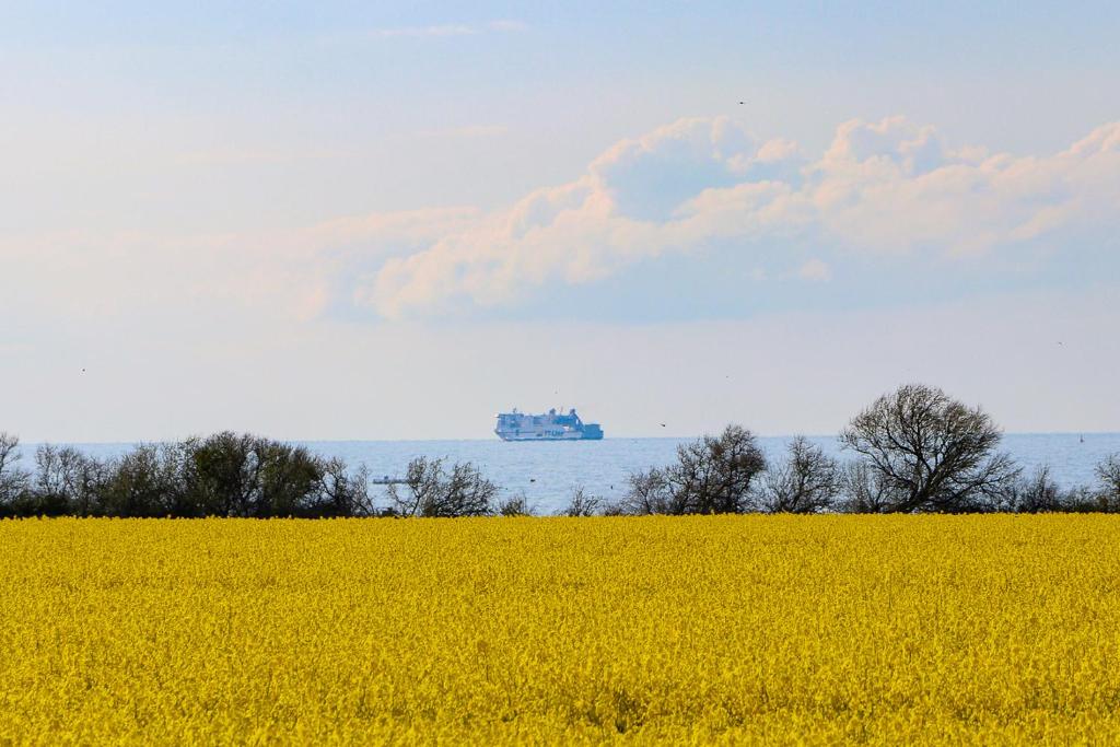 un campo de colza amarilla con un barco en la distancia en Bungalow Bernstein, en Ostseebad Nienhagen