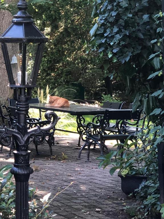 a cat sleeping on a bench next to a lamp at Grenier's in Punthorst