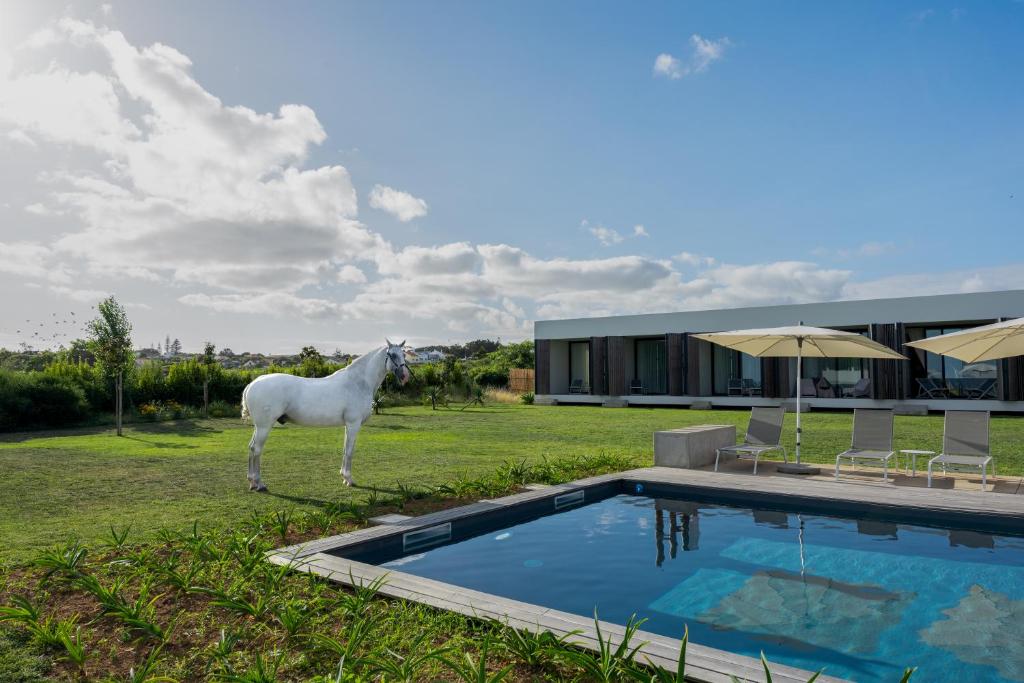 a white horse standing next to a swimming pool at Lusitano Garden Villas in Ponta Delgada