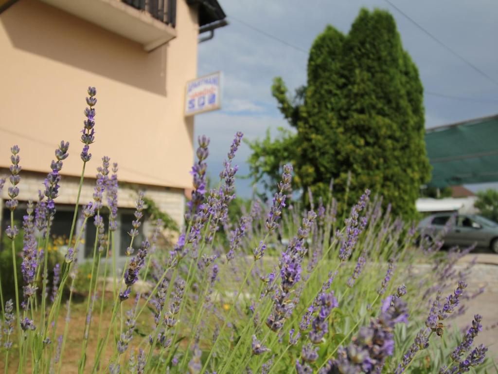 un montón de flores púrpuras delante de un edificio en Apartments Jančić, en Grabovac
