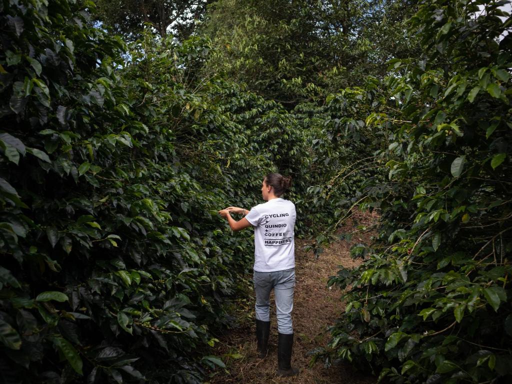 Finca La Coqueta Coffee Farm Stay near Filandia