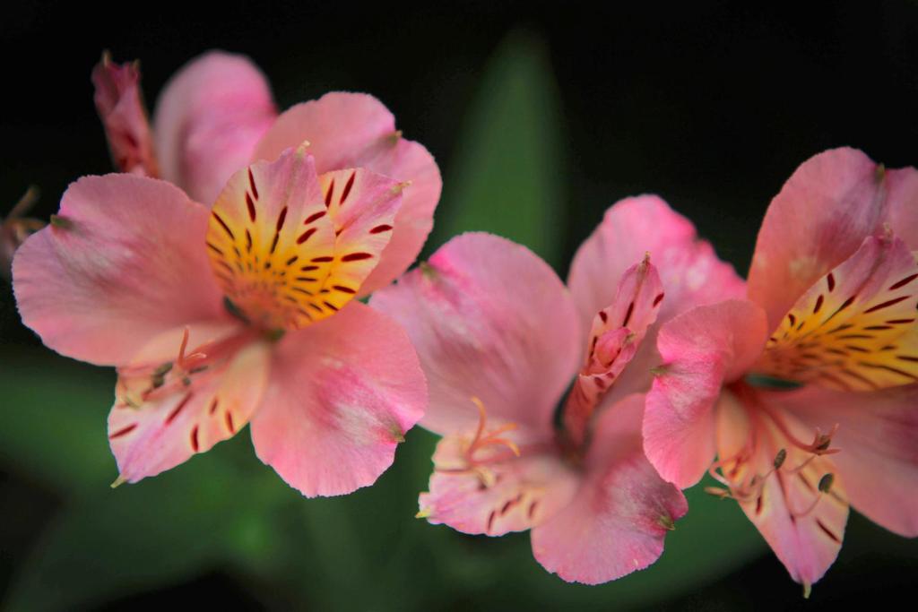 River Birches - Resim 41