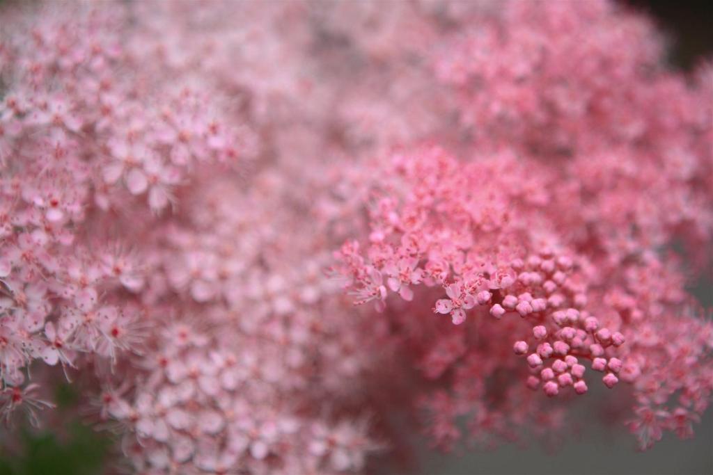 River Birches - Resim 42