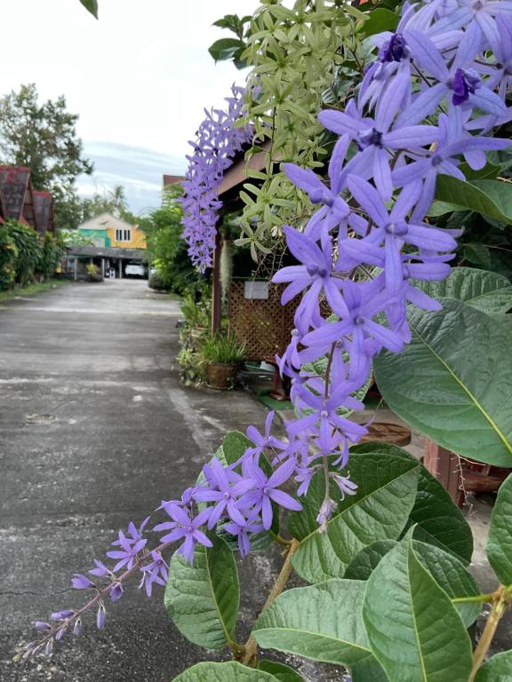 Go Gear Travel & Bungalow - Resim 36