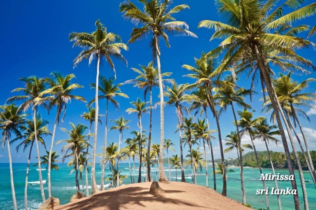 a group of palm trees on a beach at Freedom Villa in Kamburugamuwa