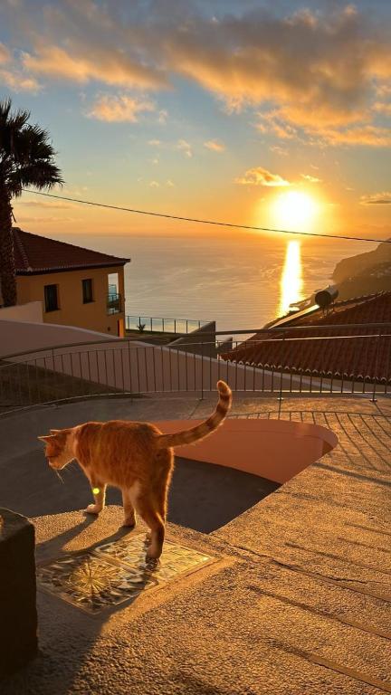 an orange cat walking on a sidewalk near the ocean at Beautiful View 1 - Arco da Calheta - Ilha da Madeira in Arco da Calheta