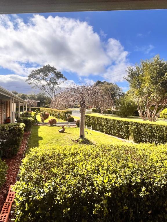 a garden with a tree and yellow flowers at Bright & Quiet 1BR with Courtyard in Williams Landing