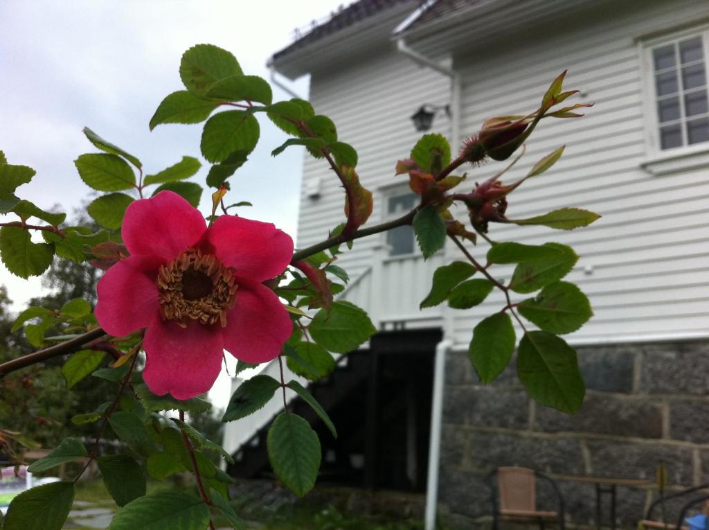 una flor roja en un árbol delante de una casa en Arctic Garden en Lødingen