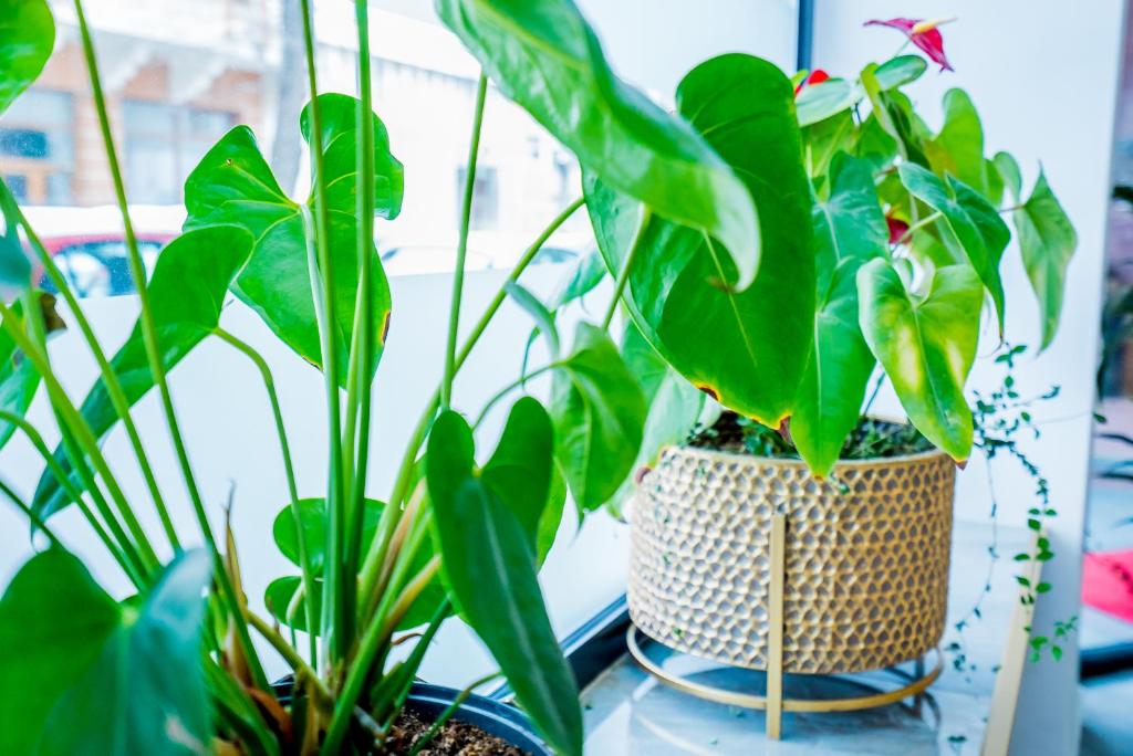 Guci Hotel - Resim 7