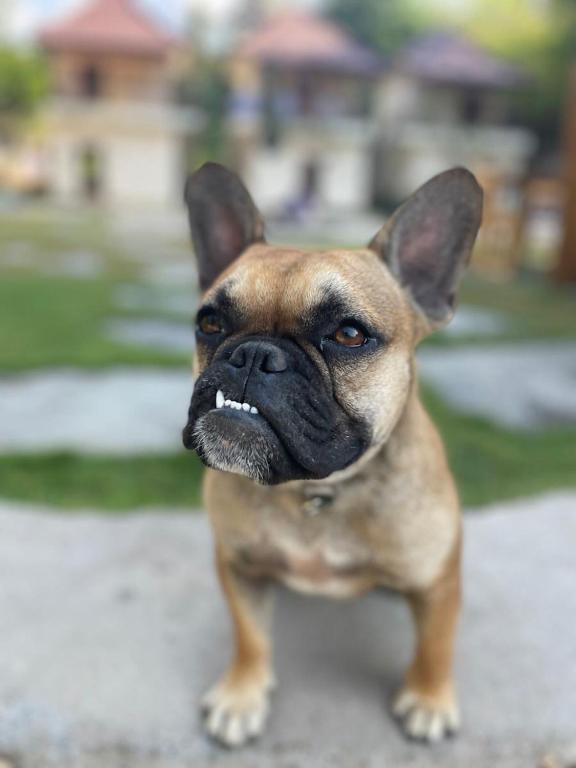 The Penida Project - 17