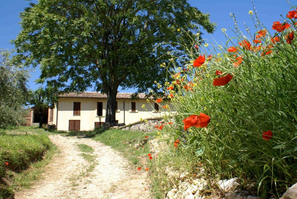 um campo de flores vermelhas ao lado de uma casa em La Perticara Agriturismo em Acquasparta