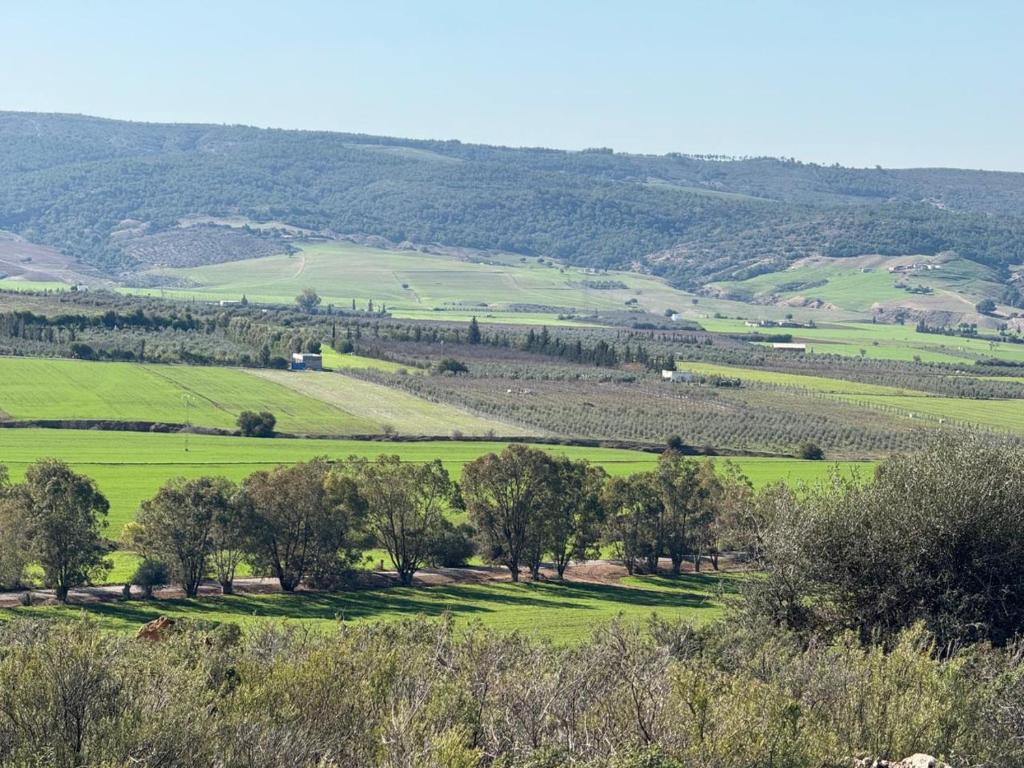 a view of a green field with trees at 1001-Nights Palace in Nebeur