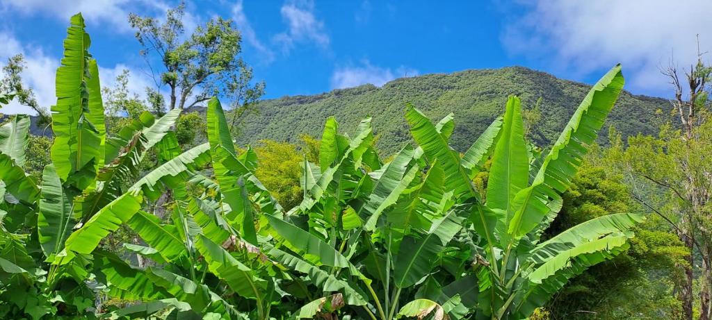オーベルジャンヴィルにあるAubergenville, Calme Détenteの前景に緑の植物がある山