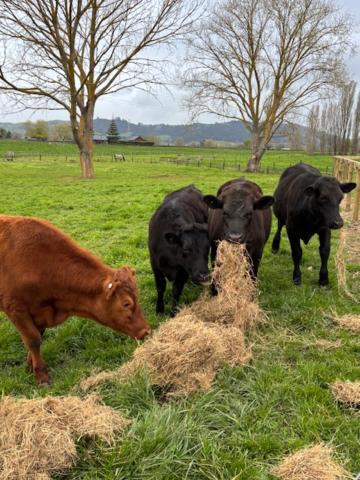 Cabin-on-Swayne - Resim 19