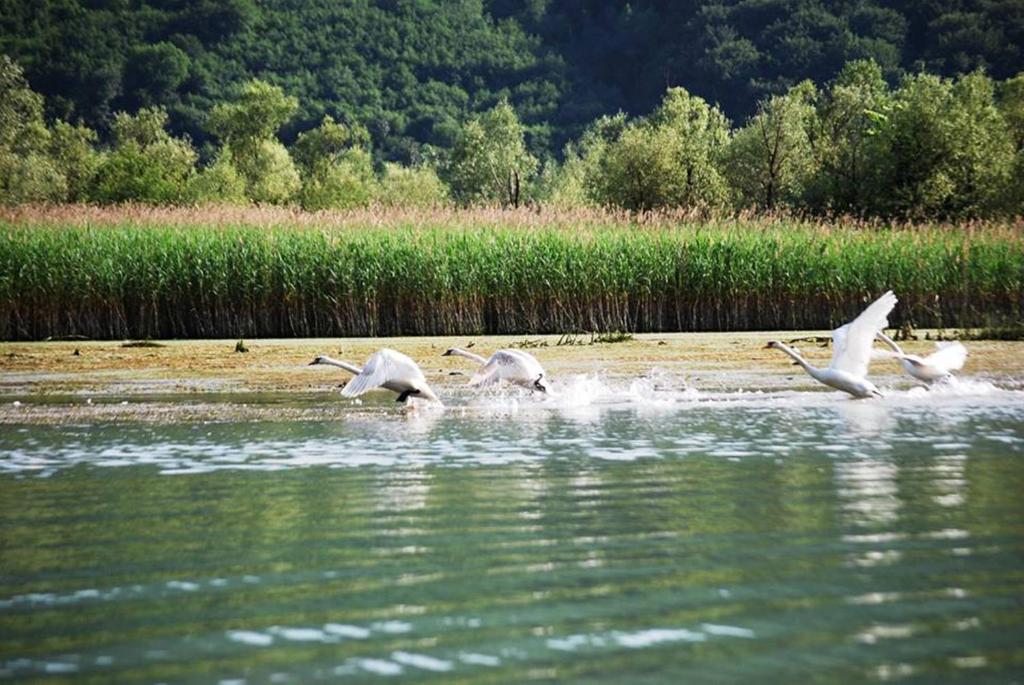 a group of birds swimming in the water at Hotel Royal Drina in Mali Zvornik