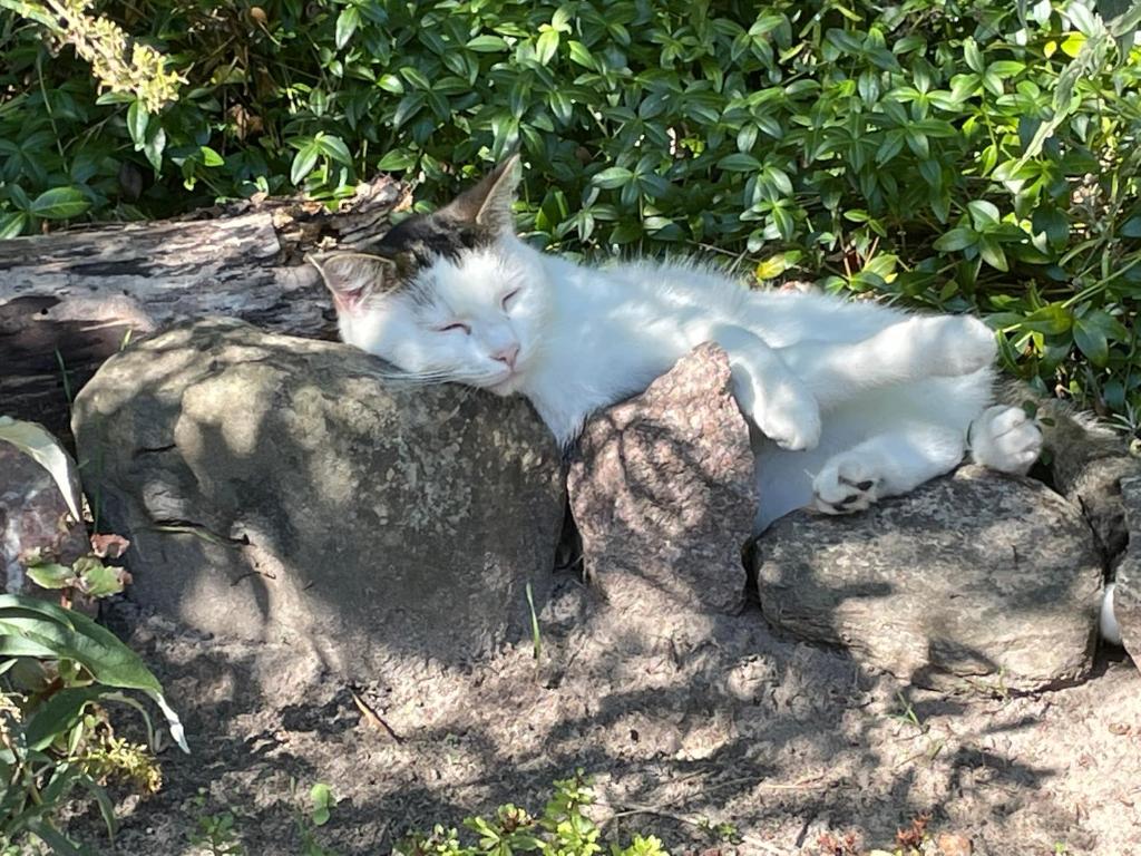 a cat sleeping on top of a rock at Bergliot Bed & Breakfast in Hundested