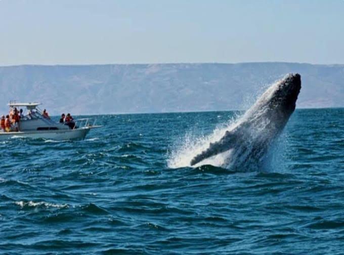 modern loft facing the sea