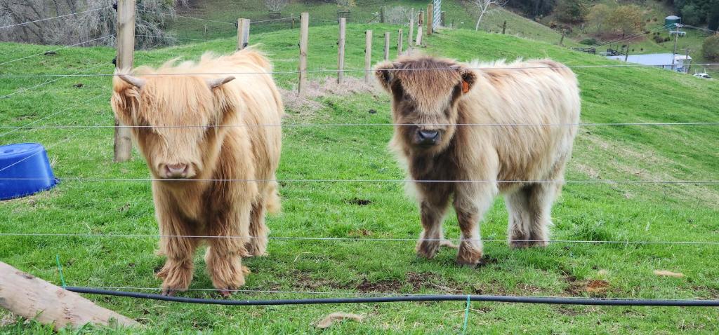 twee bruine koeien staan in een veld achter een hek bij Misty Valley Hilltop Farmstay - Off Grid Retreat in Otorohanga