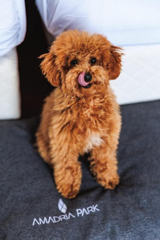 Amadria Park Hotel Agava - Resim 38