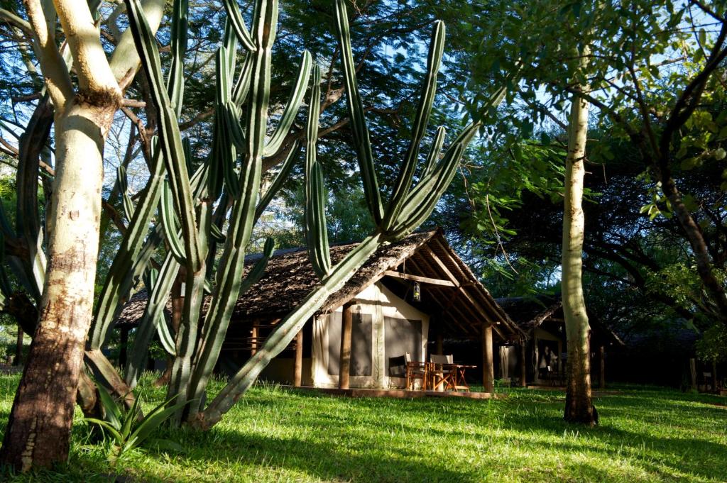 Zahrada ubytování Voyager Ziwani Tented Camp