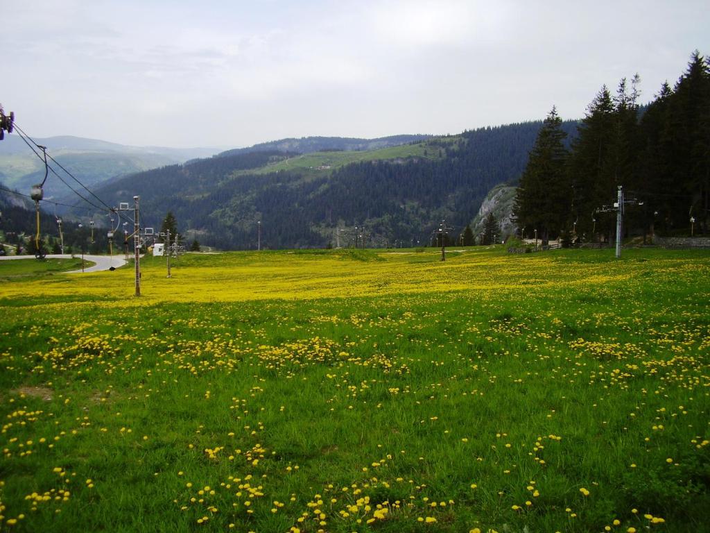 Gornja ŠišavaVikendica Luna的草上绿地,花黄色