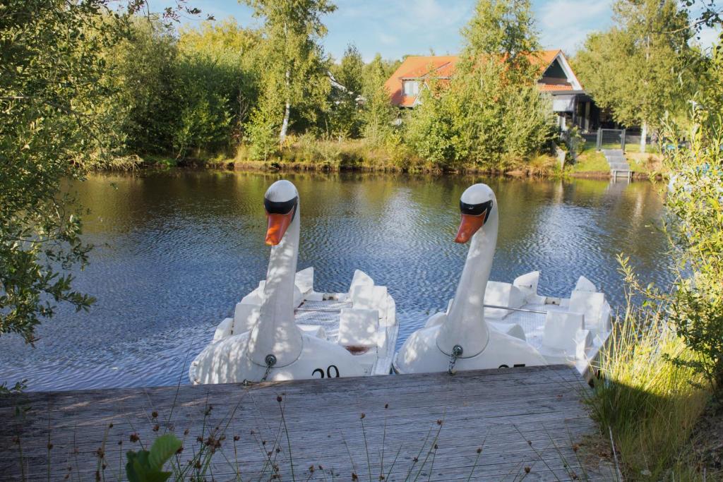 two swans sitting on a dock in the water at Ferienhaus Aurora, Sauna, familienfreundlich, angeln in Twist