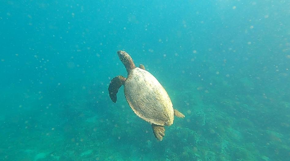 La PERLE de MOOREA Fare HONU Bord de Lagon Baie d'OPUNOHU, Orufara - photo 12 - Moorea, Polynésie