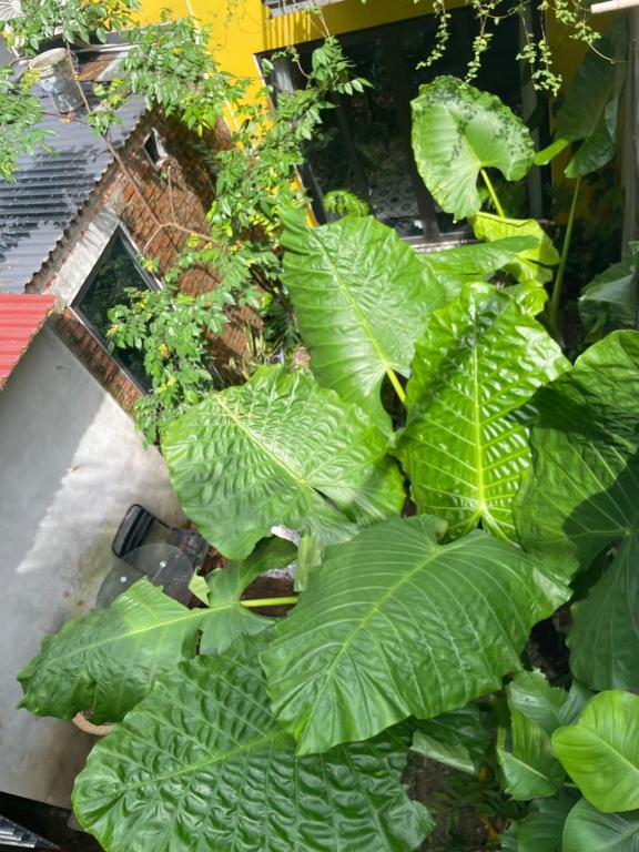 Ốc Garden Homestay Cát Bà