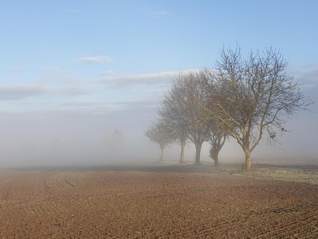eine Gruppe von Bäumen auf einem Feld im Nebel in der Unterkunft Lieblingsort in Haigerloch
