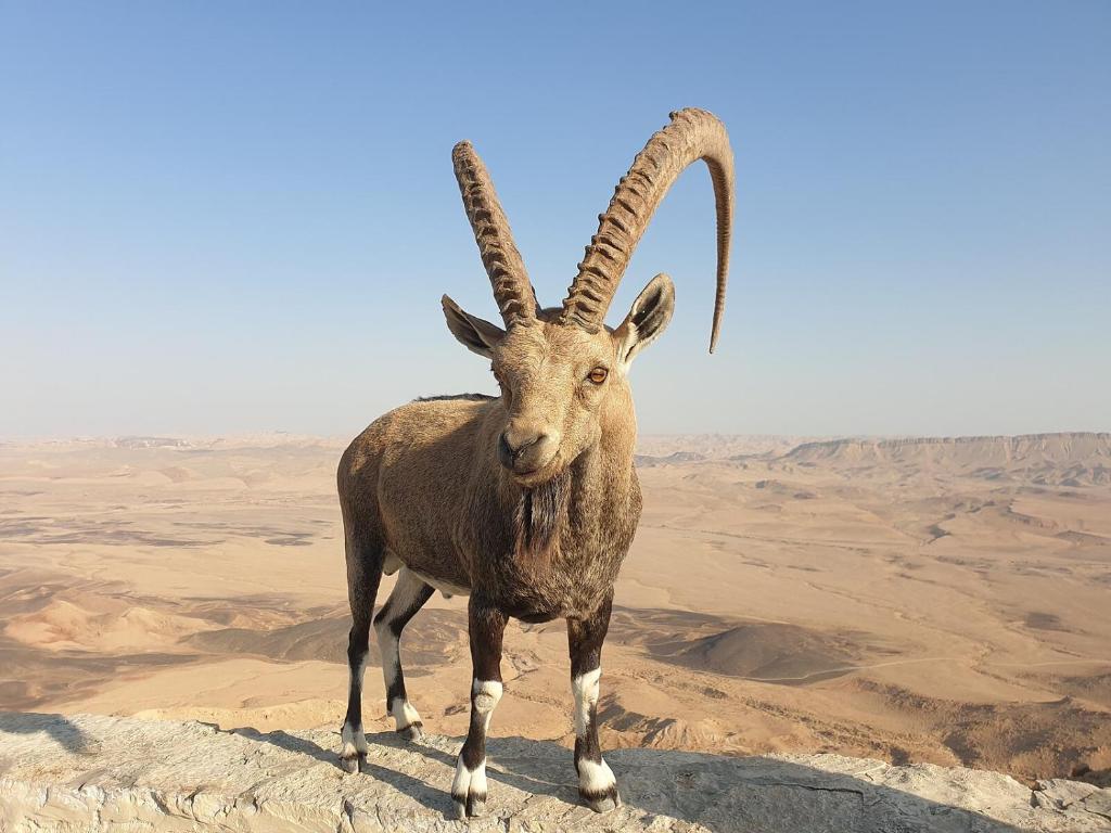 a goat with long horns standing in the desert at נחת רוח Nachat Ruach in Mitzpe Ramon