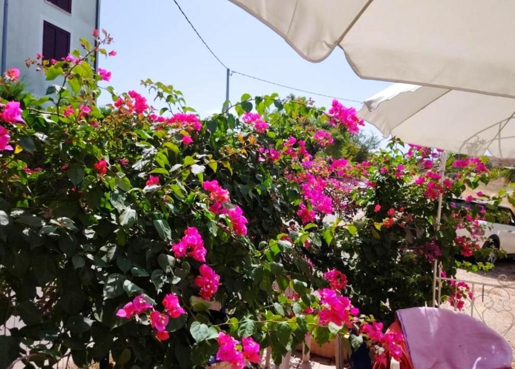 a bunch of pink flowers in a garden at Villa GIANNA in Spoltore