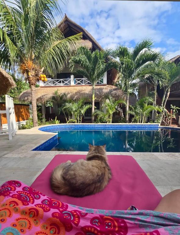 a cat sitting on a mat in front of a pool at Dream Makers Retreat in Gili Islands