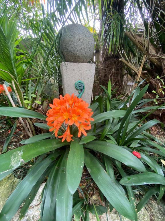 Tropical Garden Retreat - Resim 19