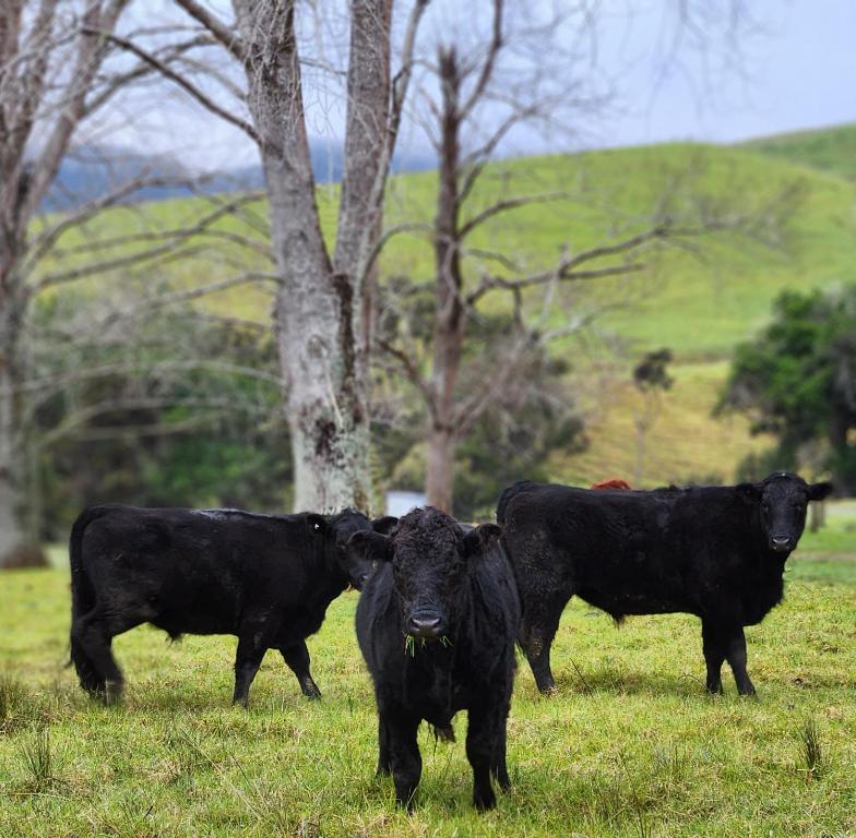 Piece of Paradise - Resim 15