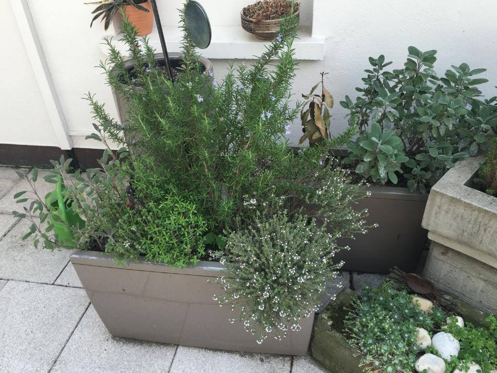 Zahrada ubytování Mangolds Boutique Hotel & Fruehstuecksmeisterei