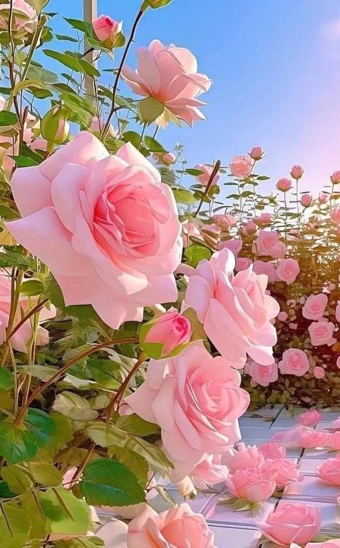 a bunch of pink roses in a garden at studio Rony in Port-Louis