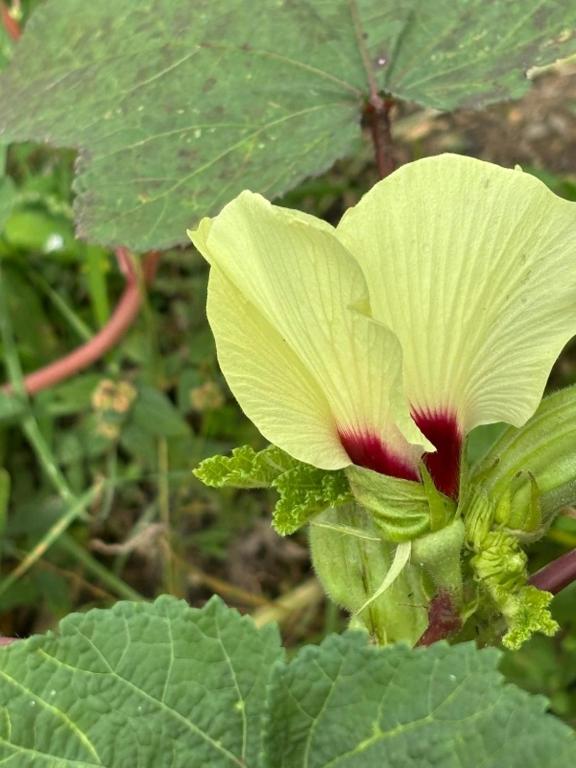 a green flower with a red center on a plant at villa Rony in Port-Louis