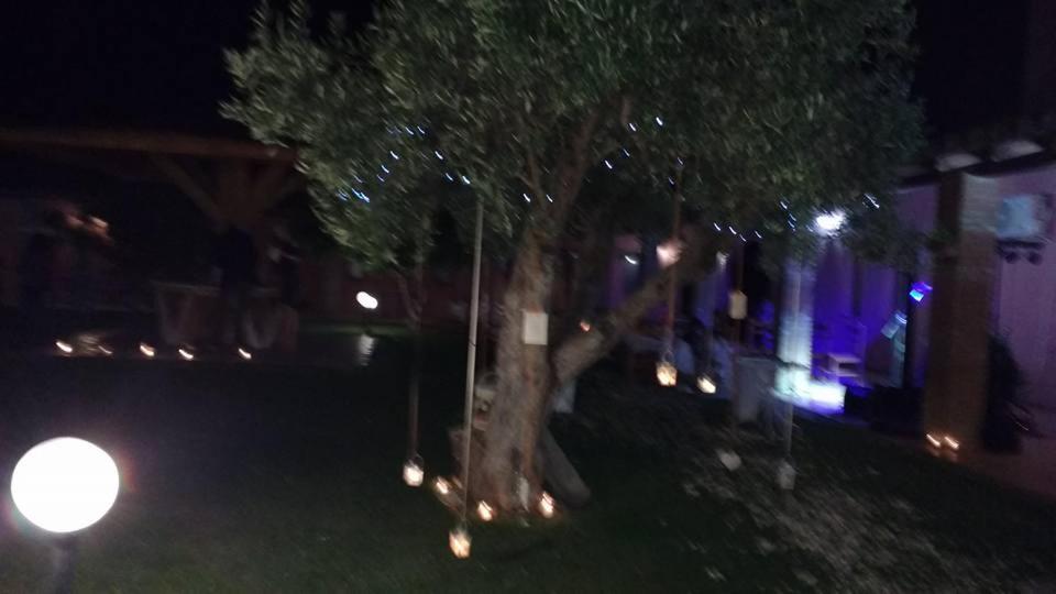 una persona in piedi accanto a un albero di notte di Agriturismo Santu Marcialis a Dolianova