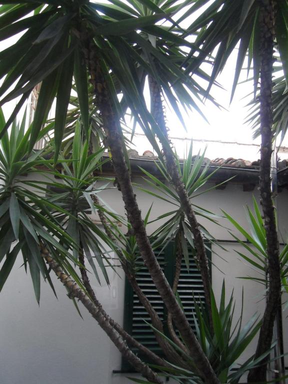 Hotel Collodi Firenze - 9