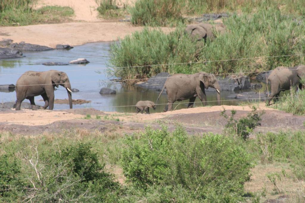 a herd of elephants walking in the water at Villa-Candilabra Guesthouse in Komatipoort